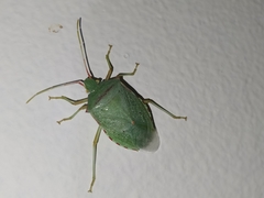 Heteroptera