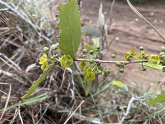 Salacia kraussii