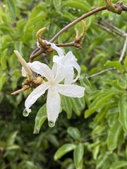 Ancylobothrys petersiana