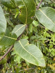 Ancylobothrys petersiana