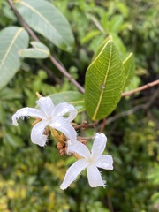 Ancylobothrys petersiana