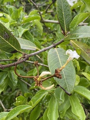 Ancylobothrys petersiana