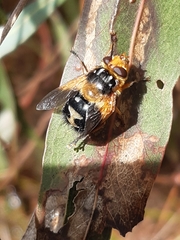 Microtropesa sinuata