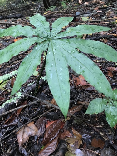 Arisaema taiwanense, photograph 1