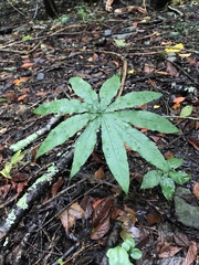 Arisaema taiwanense
