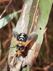 Microtropesa sinuata