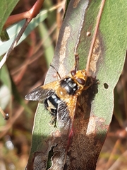 Microtropesa sinuata