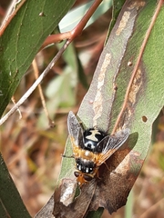 Microtropesa sinuata