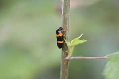 Cosmoscarta abdominalis