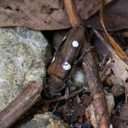 Cereopsius whitei