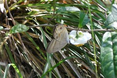 Lethe syrcis