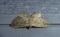 Austrocidaria gobiata