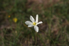 Moraea britteniae