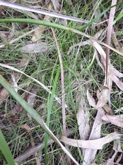 Platysace heterophylla heterophylla
