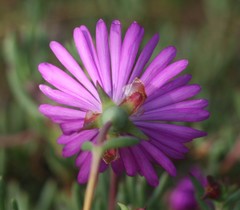 Lampranthus coralliflorus