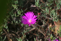 Lampranthus coralliflorus