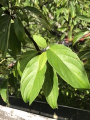 Cornus macrophylla