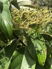 Cornus macrophylla