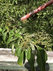 Cornus macrophylla