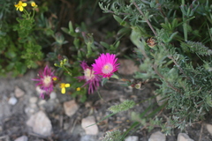 Lampranthus algoensis
