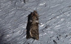Harmologa