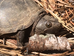 Sternotherus minor