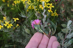Lampranthus algoensis