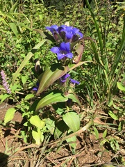 Gentiana scabra