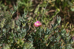 Lampranthus algoensis