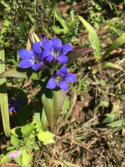 Gentiana scabra