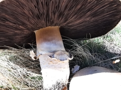 Agaricus crocodilinus