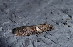 Harmologa