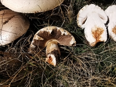 Agaricus crocodilinus