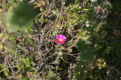 Lampranthus algoensis