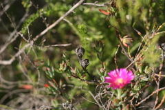 Lampranthus algoensis