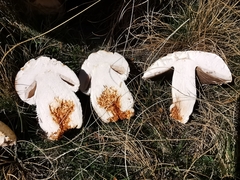 Agaricus crocodilinus