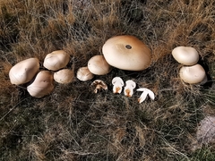Agaricus crocodilinus