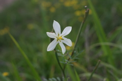 Moraea britteniae