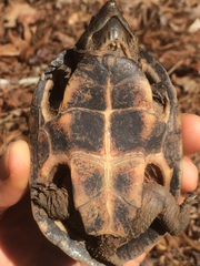 Sternotherus minor