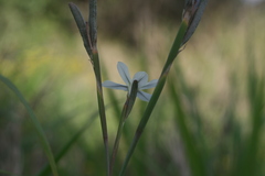 Moraea britteniae