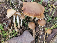 Psathyrella hirta