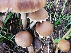 Psathyrella hirta