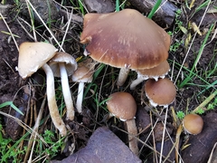 Psathyrella hirta