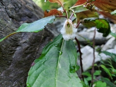 Impatiens discolor