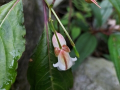 Impatiens discolor