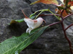 Impatiens discolor