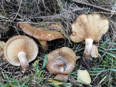 Paxillus rubicundulus