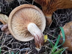 Paxillus rubicundulus