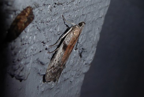Senecio blue stem borer photo 5