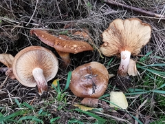 Paxillus rubicundulus